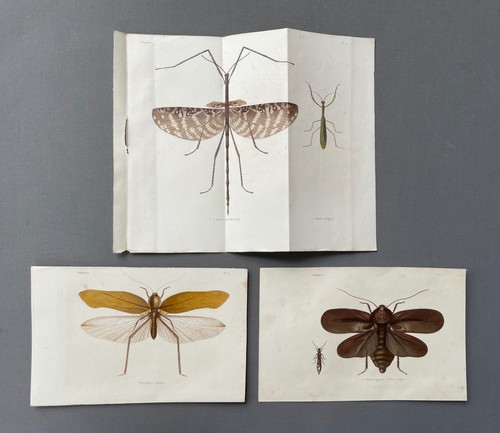 Naturgeschichte entomologie - naturgeschichte,,
