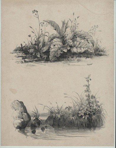 Böttcher uferfauna signierte - böttcher,